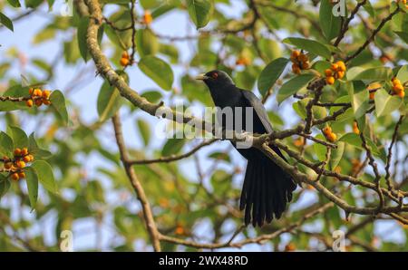 Asian koel è un membro dell'ordine dei cucù degli uccelli, i Cuculiformes. Si trova nel subcontinente indiano, in Cina e nel sud-est asiatico. Foto Stock