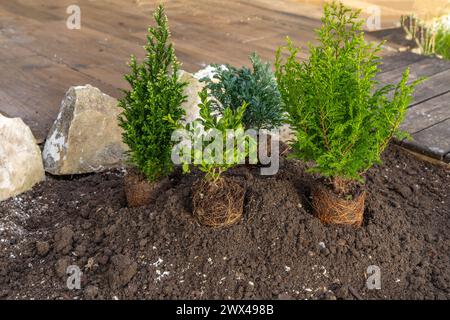 Piantare arbusti di conifere, costruire una roccia nel giardino, riordinare il giardino in primavera, piantare piante nel terreno Foto Stock