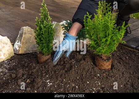 Piantare arbusti di conifere, costruire una roccia nel giardino, riordinare il giardino in primavera, piantare piante nel terreno Foto Stock