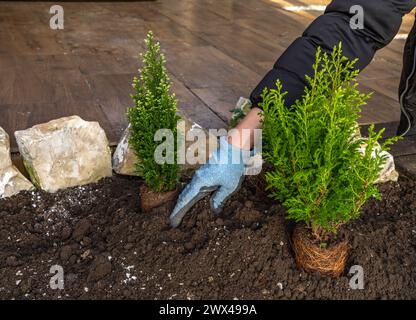 Piantare arbusti di conifere, costruire una roccia nel giardino, riordinare il giardino in primavera, piantare piante nel terreno Foto Stock