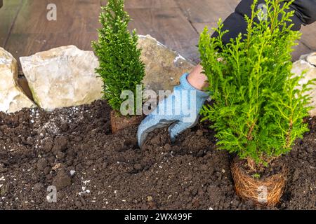 Piantare arbusti di conifere, costruire una roccia nel giardino, riordinare il giardino in primavera, piantare piante nel terreno Foto Stock