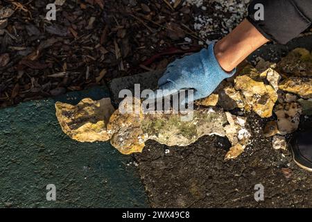 Piantare arbusti di conifere, costruire una roccia nel giardino, riordinare il giardino in primavera, piantare piante nel terreno Foto Stock