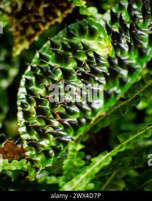 Bird's Nest Fern Foto Stock