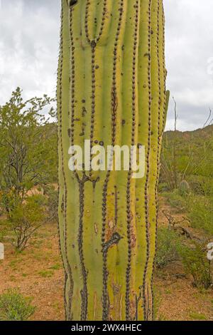 Primo piano di un Cactus di Saguaro nel Parco Nazionale di Saguaro in Arizona Foto Stock