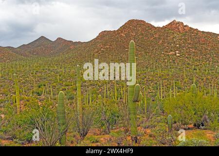 Le Rocky Hills sono coperte nel Saguaro nel Saguaro National Park a Tucson, Arizona Foto Stock