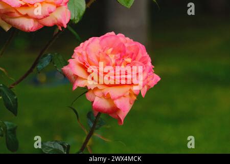 Primo piano di una rosa arancia, rosa e salmone con un'altra rosa dietro Foto Stock