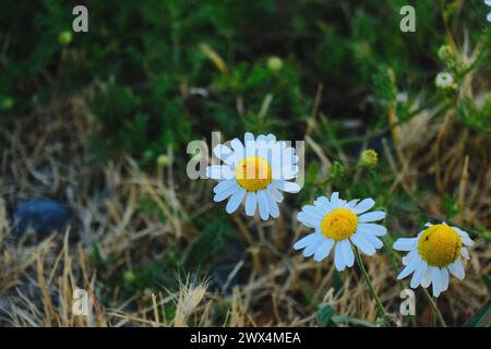 Primo piano di tre fiori bianchi (margaritas) Foto Stock