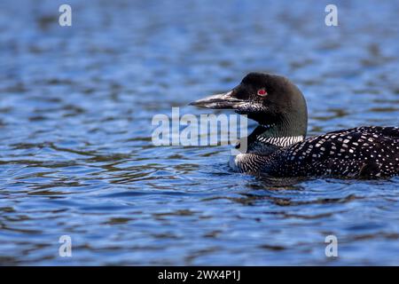 Loon male comune, Gavia immer, sul lago Adirondack a St Regis Wilderness, New York, con fogliame autunnale di picco in una tranquilla mattinata Foto Stock