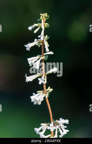 Primo piano di fiori di osmanthus delavayi in fiore Foto Stock