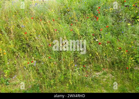 Paesaggio fiorito di Un prato di fiori selvatici, erba e fiori Foto Stock