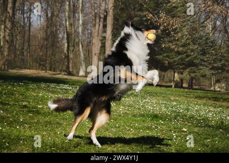 Il Black Tricolor Rough Collie si trova all'aperto nel parco primaverile nelle giornate di sole e gioca con la palla. Simpatico cane Collie scozzese, a pelo lungo inglese Collie ha f Foto Stock