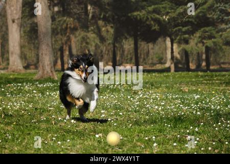 Il Black Tricolor Rough Collie corre nel parco primaverile nelle giornate di sole e gioca con la palla. Simpatico cane Collie scozzese, collie inglese dai capelli lunghi si diverte. Anteriore Foto Stock
