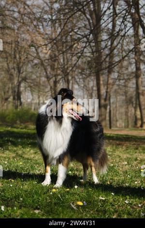 Il Black Tricolor Rough Collie cammina nel parco primaverile nelle giornate di sole e posa. Simpatico cane Collie scozzese, il collie inglese dai capelli lunghi rimane nella natura. L. Pieno Foto Stock