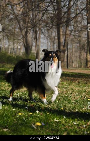 Il Black Tricolor Rough Collie cammina nel parco primaverile nelle giornate di sole e posa. Simpatico cane Collie scozzese, il collie inglese dai capelli lunghi rimane nella natura. L. Pieno Foto Stock