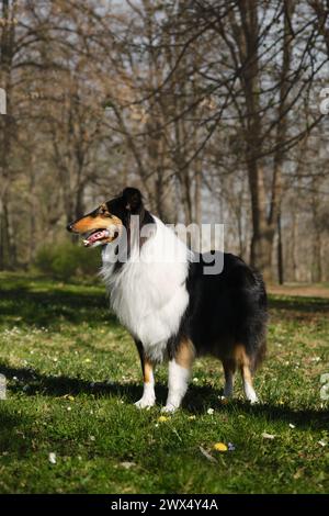 Il Black Tricolor Rough Collie cammina nel parco primaverile nelle giornate di sole e posa. Simpatico cane Collie scozzese, il collie inglese dai capelli lunghi rimane nella natura. L. Pieno Foto Stock