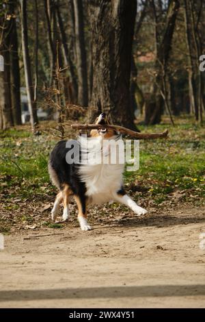 Il Black Tricolor Rough Collie si trova all'aperto nel parco primaverile nelle giornate di sole e gioca con il ramo degli alberi. Simpatico cane Collie scozzese, Colli inglesi dai capelli lunghi Foto Stock