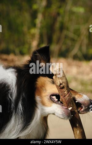 Il Black Tricolor Rough Collie si trova all'aperto nel parco primaverile nelle giornate di sole e gioca con il ramo degli alberi. Simpatico cane Collie scozzese, Colli inglesi dai capelli lunghi Foto Stock