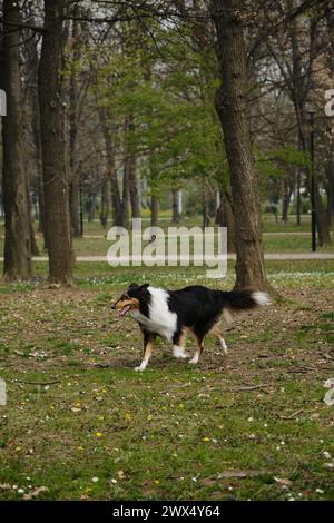 Il Black Tricolor Rough Collie cammina nel parco primaverile nelle giornate di sole e posa. Simpatico cane Collie scozzese, il collie inglese dai capelli lunghi rimane nella natura. L. Pieno Foto Stock