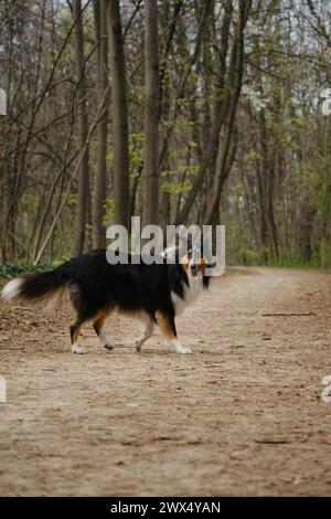 Il Rough Collie tricolore cammina e posa nel parco primaverile. Black Scottish Collie Dog, Collie inglese dai capelli lunghi in natura su sentieri sterrati nella foresta. Pieno Foto Stock