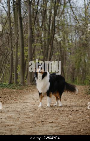 Il Rough Collie tricolore cammina e posa nel parco primaverile. Black Scottish Collie Dog, Collie inglese dai capelli lunghi in natura su sentieri sterrati nella foresta. Pieno Foto Stock