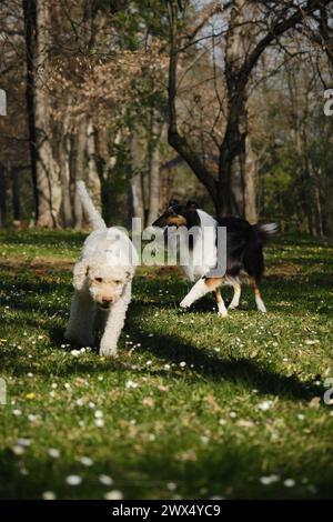 Due cani in una passeggiata in un parco primaverile in una giornata di sole passeggiando tra fiori selvatici. Un barboncino bianco dai capelli ricci e un pastore scozzese nero dai capelli lunghi Foto Stock