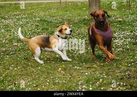 Due cani si sono incontrati e comunicano in un parco primaverile in un prato verde tra fiori selvatici. Il Beagle e il suo amico il Rhodesian ridgeback Foto Stock