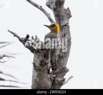 Un picchio giallo e nero dalle guance dorate arroccato su un ramo d'albero nel suo habitat naturale. Foto Stock