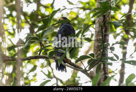 Un falco nero comune, scientificamente noto come Buteogallus anthracinus, è arroccato su un ramo d'albero in Sud Africa. Foto Stock