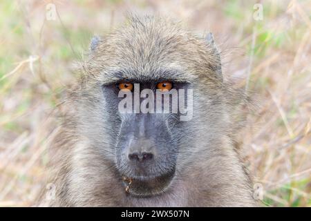 Una vista ravvicinata di un Baboon Chacma, noto anche come Papio ursinus, vagando in un campo d'erba in Sud Africa. Foto Stock