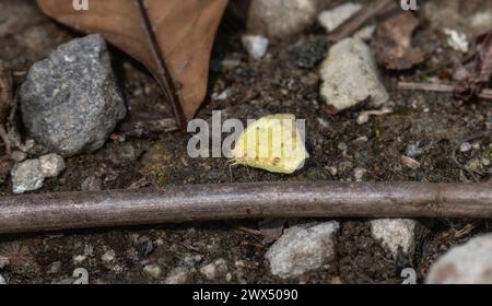 Abaeis salome ssp. Jamapa Butterfly che poggia a terra sul terreno, mostrando il suo colore vivido sullo sfondo terroso del suolo e dell'erba. Foto Stock