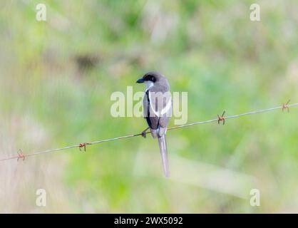 Un uccello fiscale del Capo Sud, scientificamente conosciuto come Lanius collaris ssp. collaris, si trova su un cavo con sfondo sfocato. Foto Stock