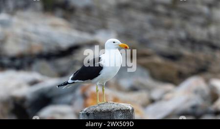 Un Cape Gull, Larus dominicanus ssp vetula, con piumaggio bianco e nero, si trova in cima a un palo di legno. Foto Stock