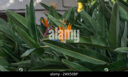 Il splendente fascino tropicale della Strelitzia reginae Foto Stock