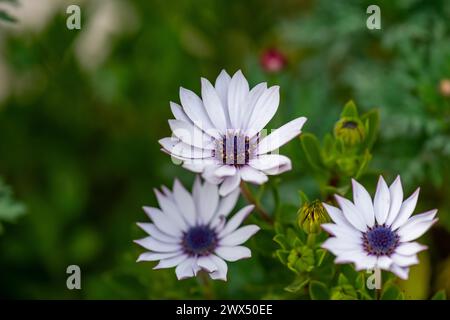 Dimorphotheca ecklonis (Capo marguerite) Osteospermum fiori primaverili di tipo margherita viola, Capo Marguerite, sfondo verde Foto Stock
