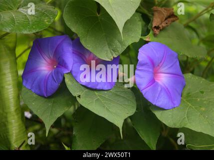 Common o Morning Glory, Ipomoea purpurea, Convolvulaceae. Costa Rica. Foto Stock