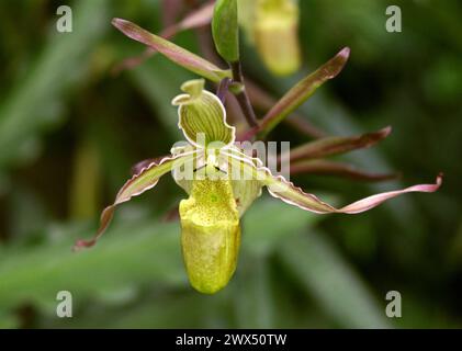 Lady's Slipper Orchid, Paphiopedilum sp. Orchidaceae. Costa Rica. Foto Stock