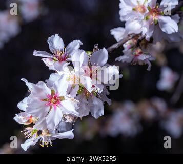 fiori di mandorla natura botanica primaverile Foto Stock