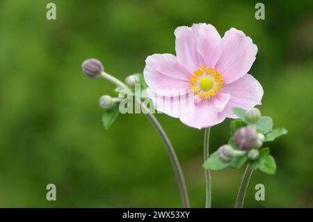 Un unico e delicato fiore rosa di un Anemone giapponese (Anemone hupehensis) - un erbaceo perenne in fiore. Foto Stock