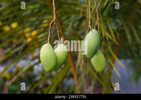 Frutto tropicale di mango acerrimo appeso sull'albero (bellissimo sfondo sfocato), mango verde biologico appeso al suo albero Foto Stock