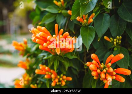 La vite a fiamma (Pyrostegia venusta) mostra la sua vibrante bellezza con densi ammassi di fiori d'arancio, primo piano Foto Stock