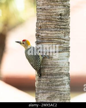 Picchio di Hoffman maschio su un albero tropicale in Costa Rica Foto Stock