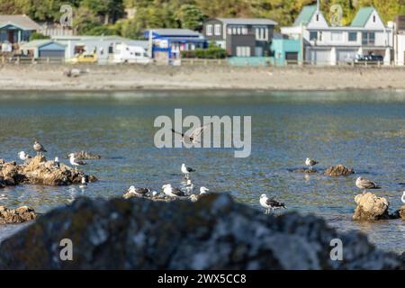Gabbiani che si radunano sulle rocce al tramonto a Owhiro Bay, Wellington, nuova Zelanda. Case colorate lungo le colline sullo sfondo. Foto Stock