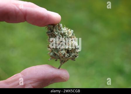 Augusta, Germania. 21 marzo 2024. Una mano tiene un fiore di cannabis essiccato. Il 22 marzo, il Consiglio federale ha aperto la strada alla parziale legalizzazione della cannabis il 1° aprile. Crediti: Karl-Josef Hildenbrand/dpa/Alamy Live News Foto Stock