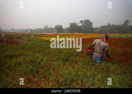 Khirai, Bengala Occidentale, India - 23.01.23 : agricoltore che raccoglie fiori in campo calendula, in vendita. Valle dei fiori. Tagetes, annuale o perenne, herba Foto Stock