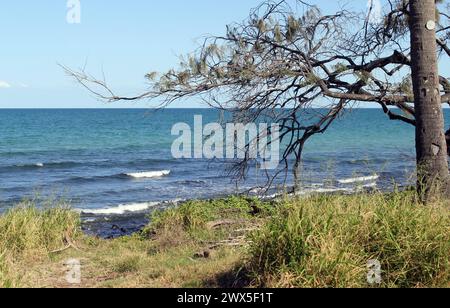 L'oceano, l'albero e l'erba di Elliott Heads nel Queensland, Australia Foto Stock