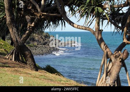 Alberi oceanici e pandano a Elliott Heads nel Queensland, Australia Foto Stock