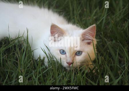 Gattino ragdoll con punta di fiamma rossa che giace nell'erba Foto Stock