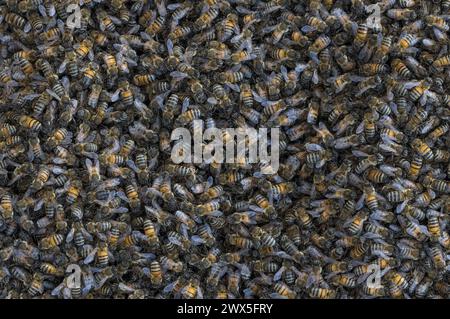 Alveare di api mellifere. Foto Stock