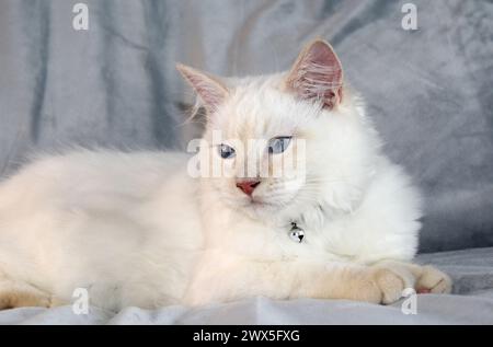 Gattino ragdoll rosso con punta di fiamma seduto su una coperta grigia Foto Stock