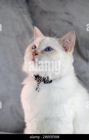 Ritratto di un gattino ragdoll con punta di fiamma rossa su sfondo grigio Foto Stock